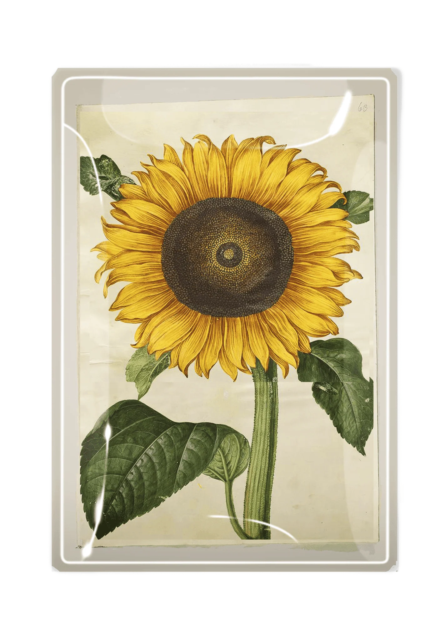 Bright Yellow Sunflower Decoupage Glass Tray