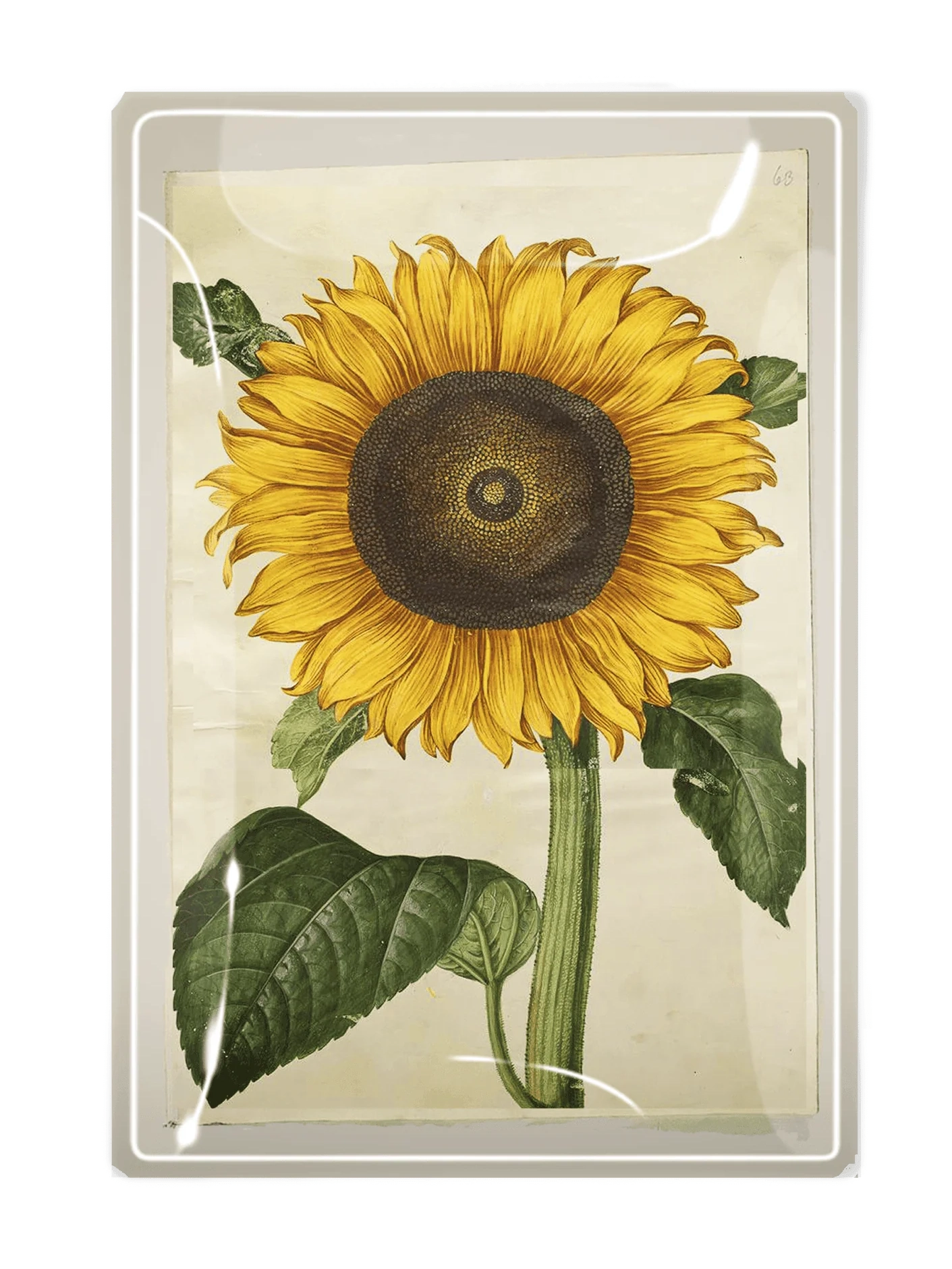 Bright Yellow Sunflower Decoupage Glass Tray
