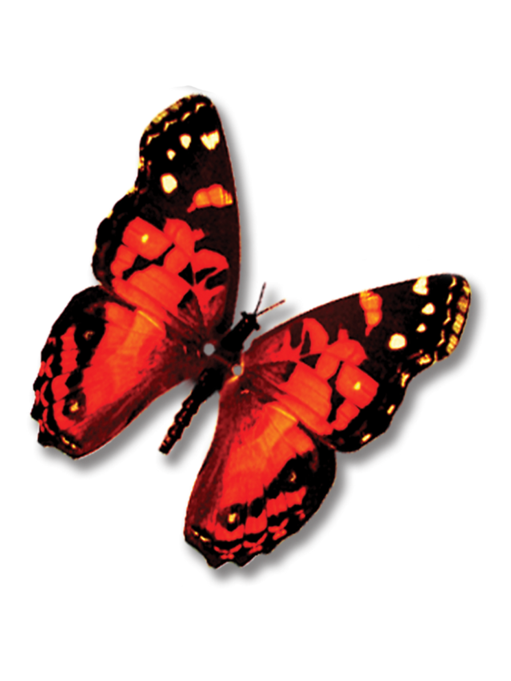 American Lady Butterfly with moving wings