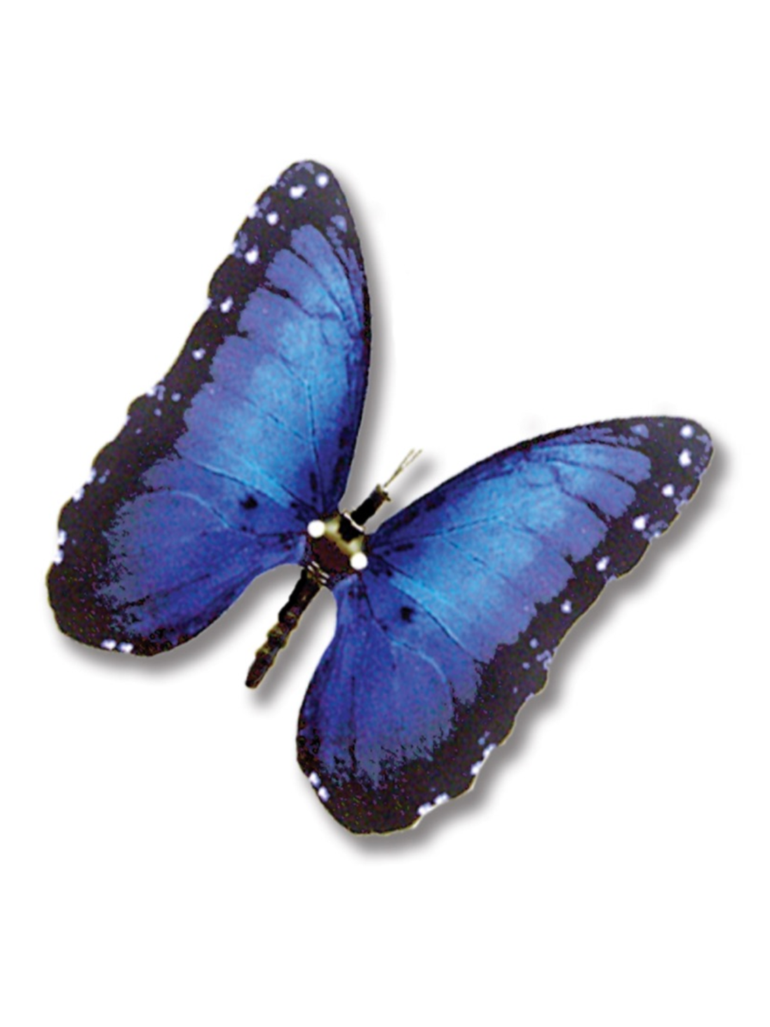 Blue Morpho Butterfly with moving wings
