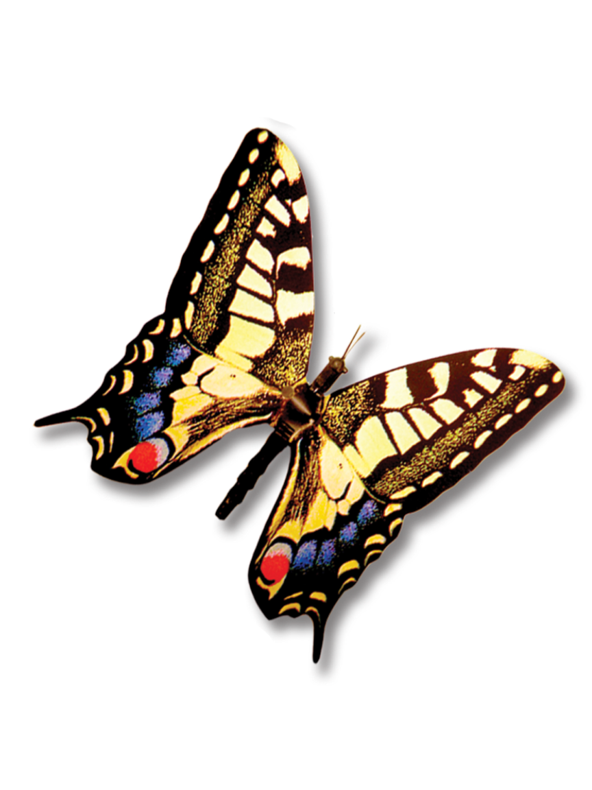 Old World Swallowtail Butterfly with moving wings