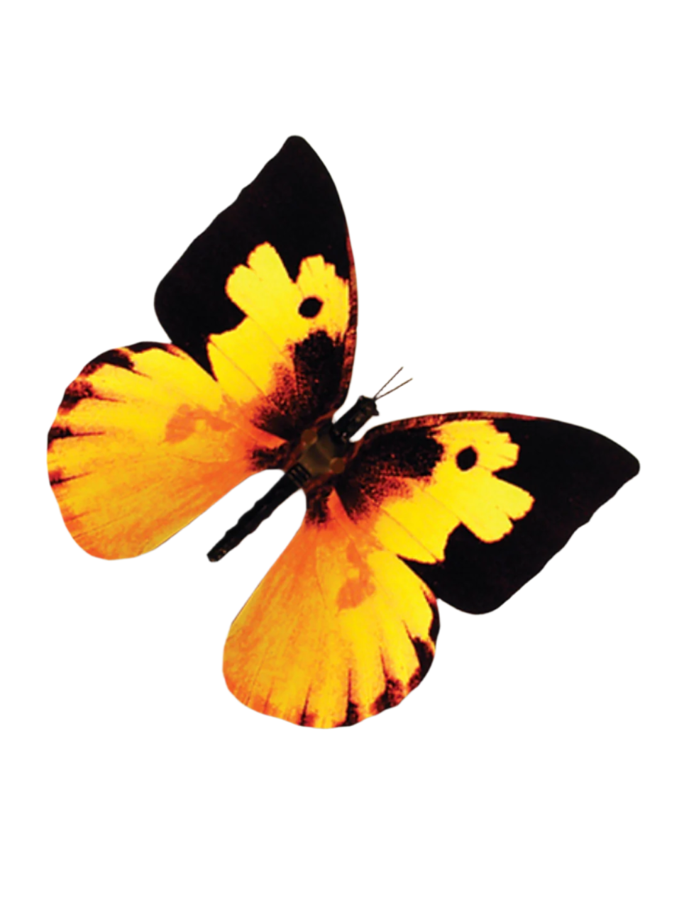 Dogface Butterfly with moving wings